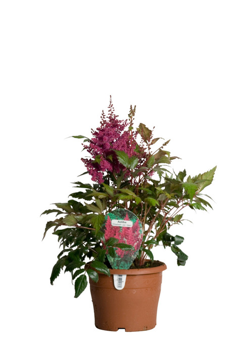 Astilbe Mix Ø17 cm